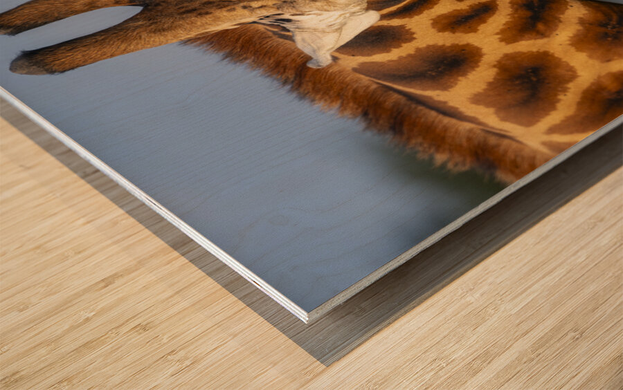 Giraffe Lake Nakuru kenya Wood print