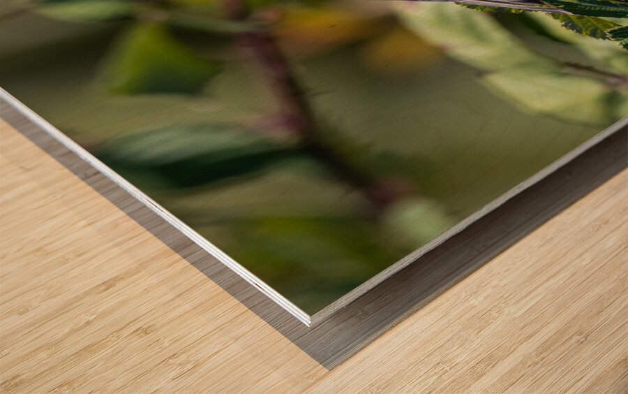 Chickadee Wood print