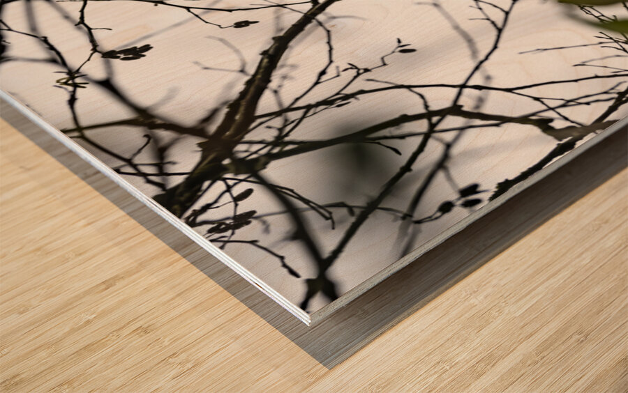 Great blue heron Chilliwack B.C Wood print