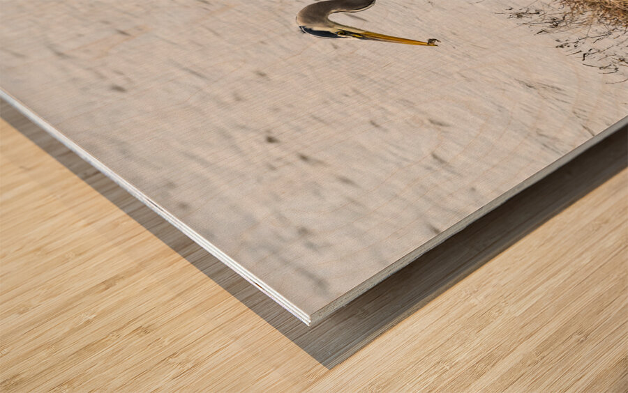 Great Blue Haron Wood print