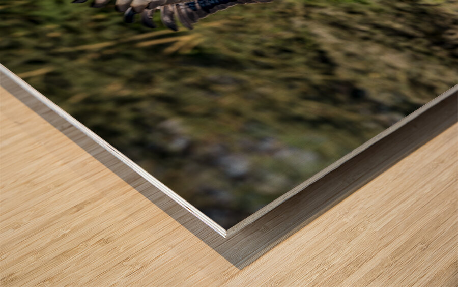 Augur buzzard Lake Nakuru kenya Wood print