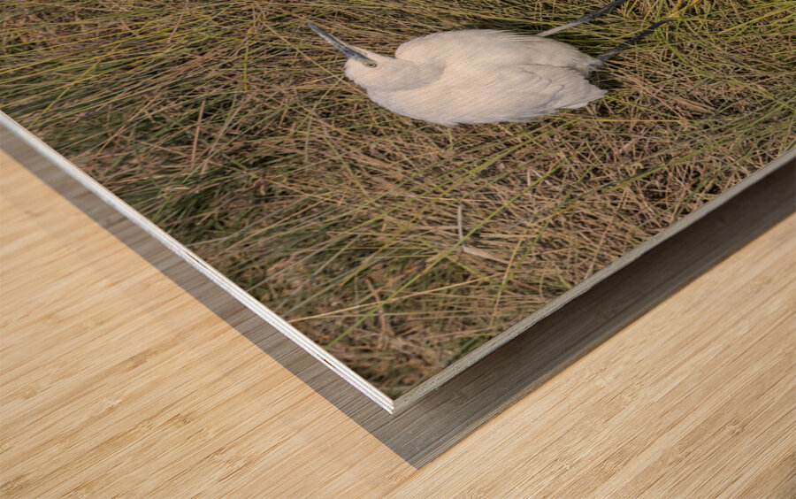 Egert Amboseli National Park Kenya Wood print