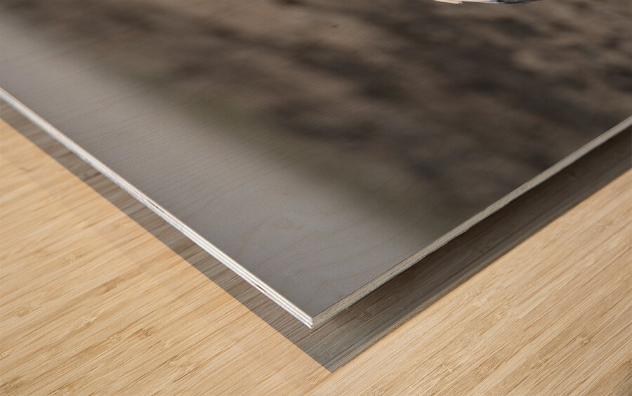 Ibis bird Sweetwaters kenya Wood print