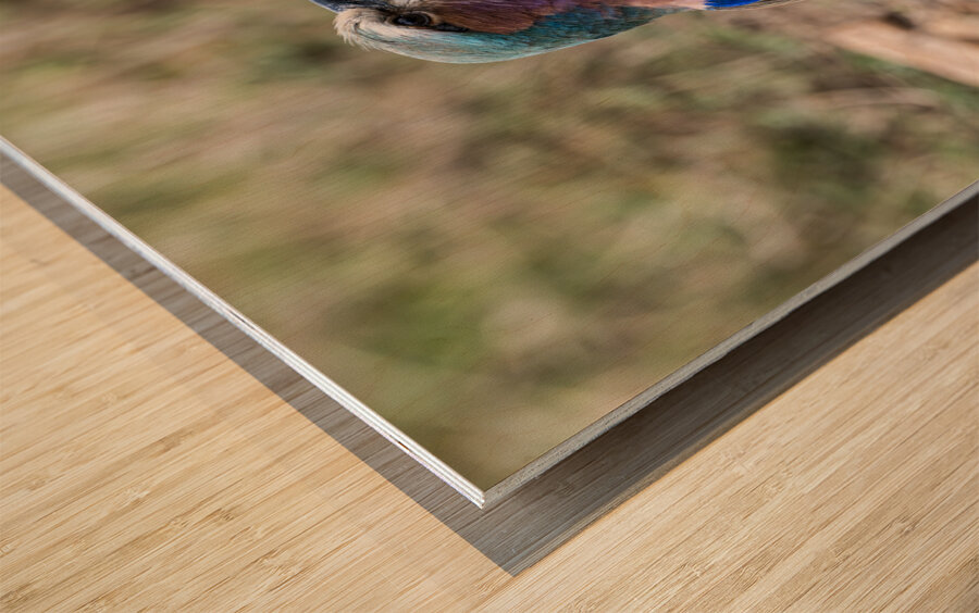 Iilac breasted roller Wood print