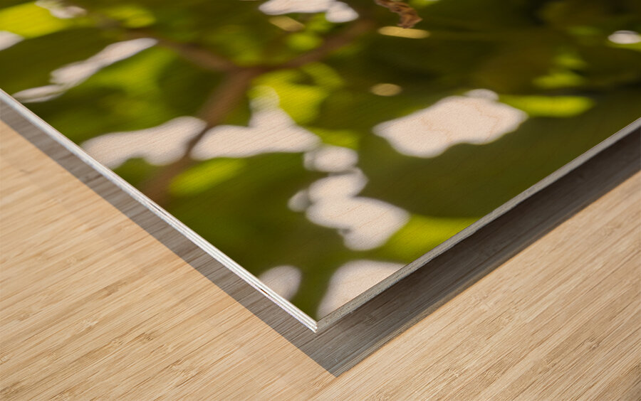 Grey headed kingfisher Amboseli National Park Kenya Wood print