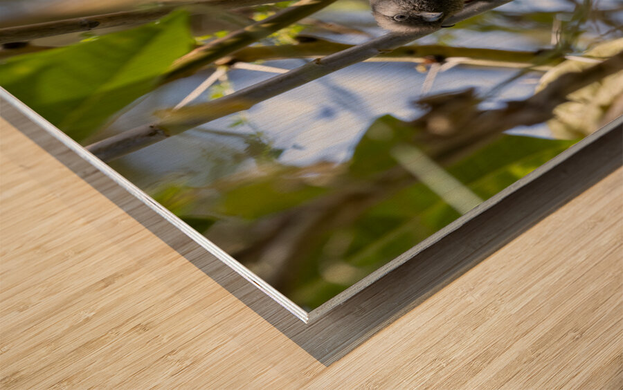 Speckled mousebird Sweetwaters kenya Wood print