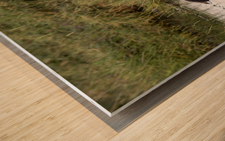 Yellow billed stork Lake Nakuru kenya Wood print