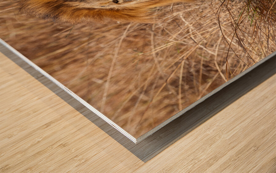 Lion Masai Mara kenya Africa Wood print