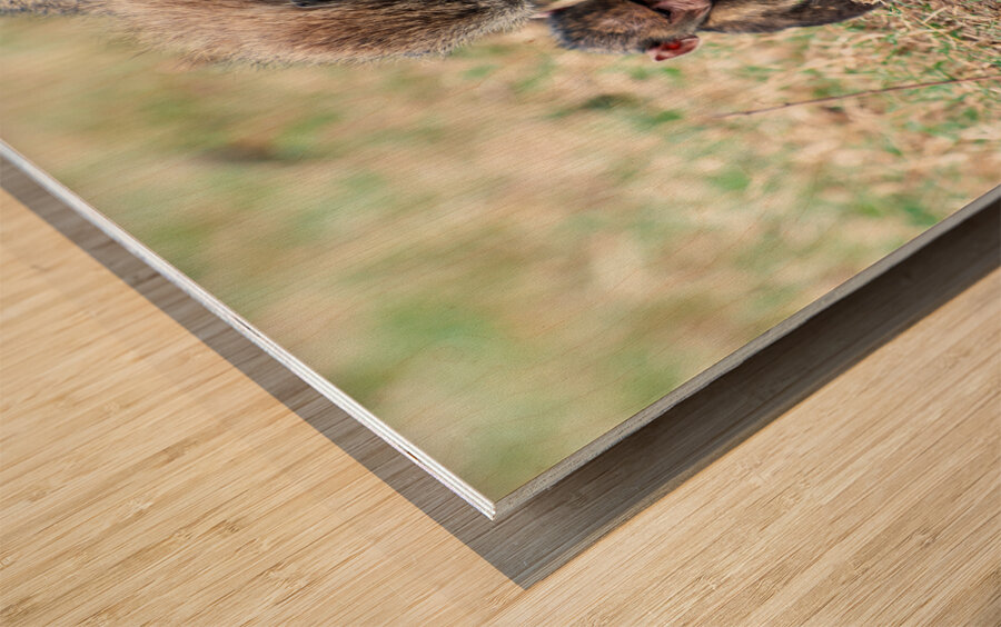 Baboon Lake Nakuru Africa Wood print