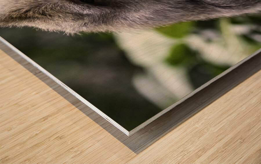 Monkey Forest Bali Wood print