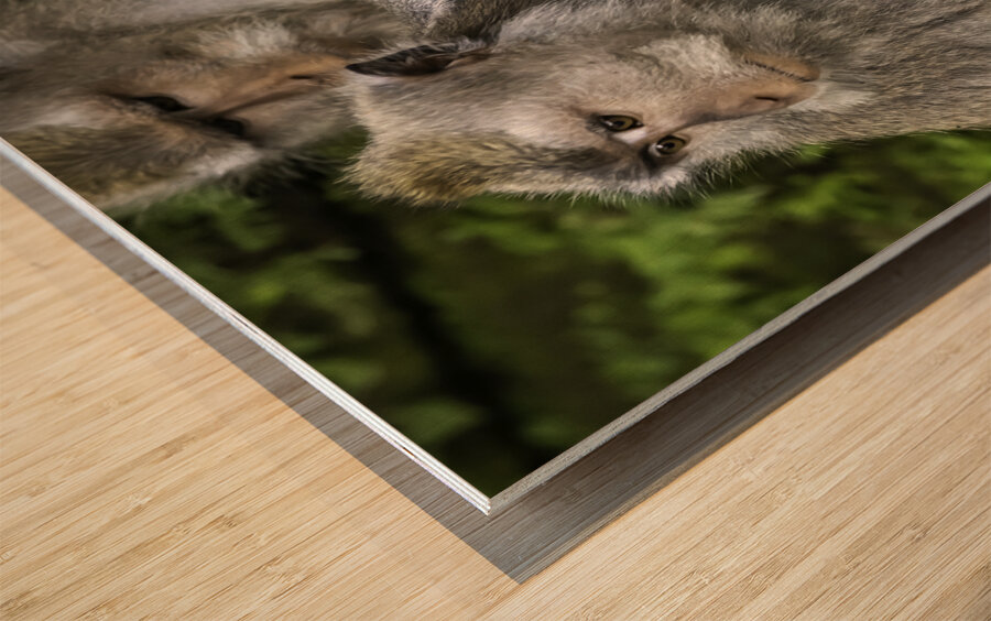 Monkey Forest Bali Wood print