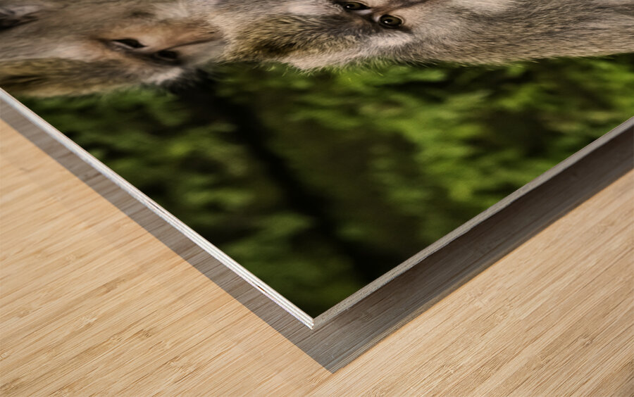 Monkey Forest Bali Wood print