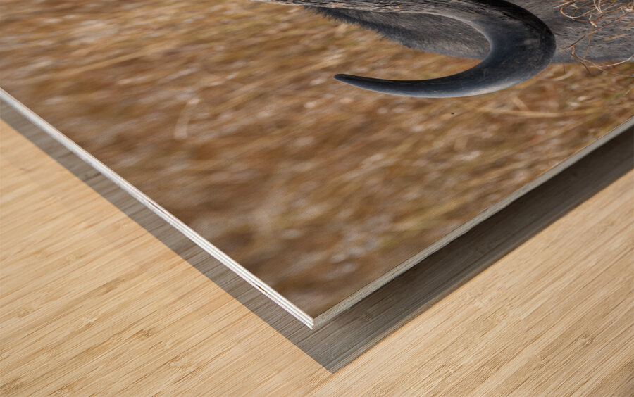 Water Buffalo Sweetwaters kenya Wood print