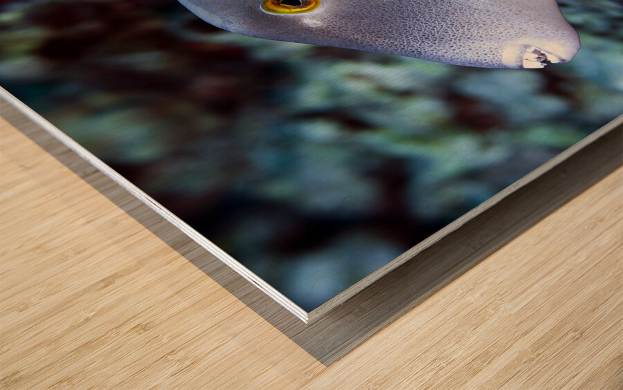 Parrot fish Wood print