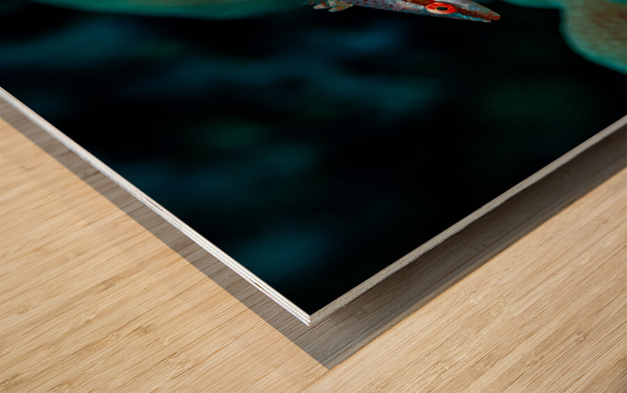 Speckled Maori Wrasse Milolii dock Kona Hawaii Wood print