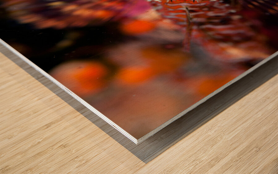 Longfin sculpin Keystone jetty Washington state Wood print