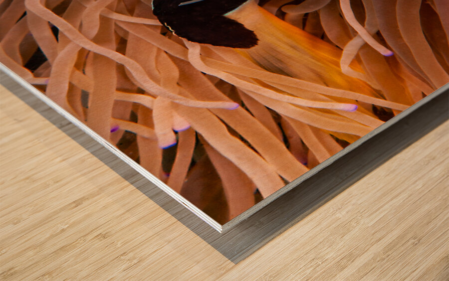 Clown Fish Philippines Wood print