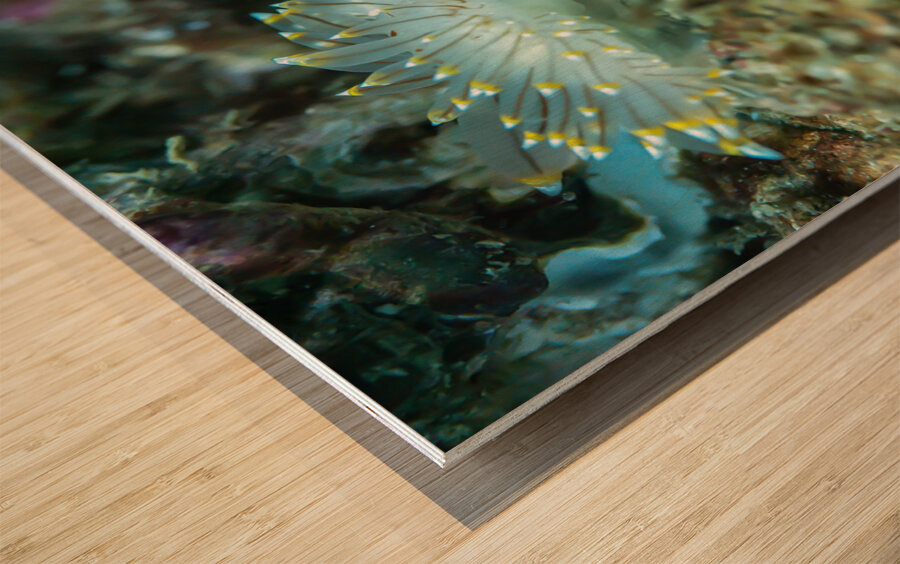 White tipped nudibranch Wood print