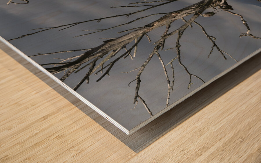 Blue haron pitt lake B.C Wood print