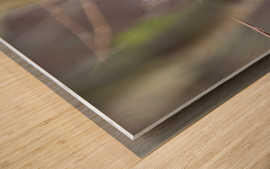 Anns Hummingbird  Fort Langley  Wood print