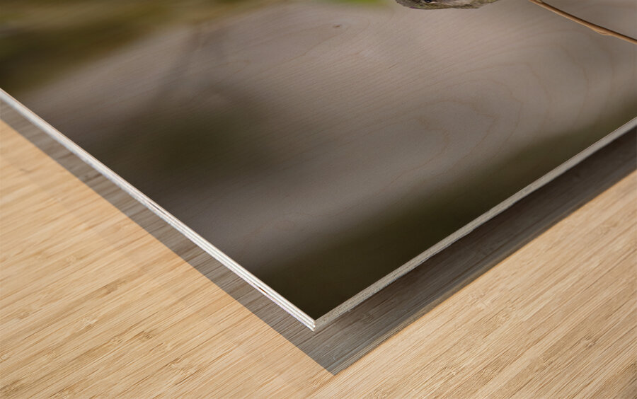 Anns Hummingbird  Fort Langley  Wood print