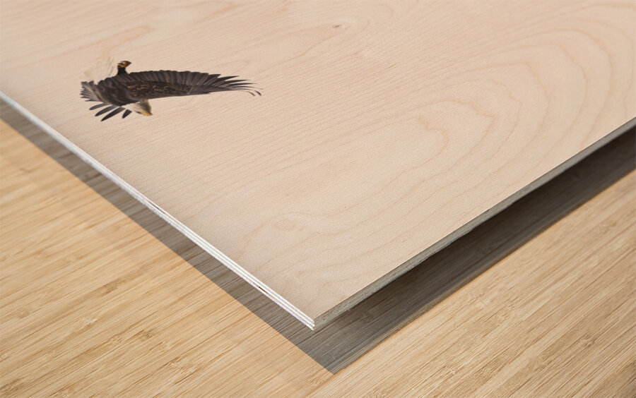 Eagle soaring over a tree Wood print