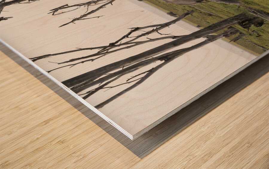 Elephant Amboseli National Park Kenya Wood print