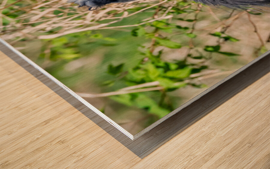 Great Blue Haron 2 Wood print