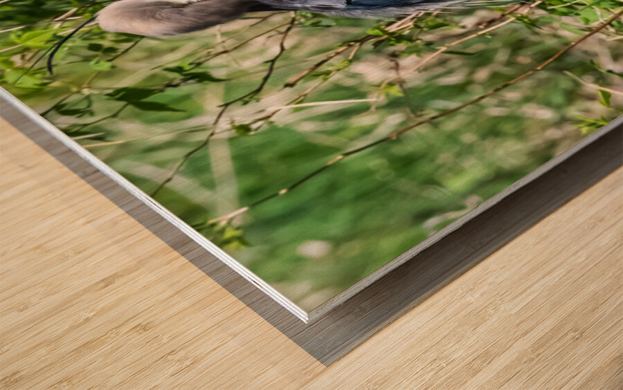 Great Blue Haron Wood print