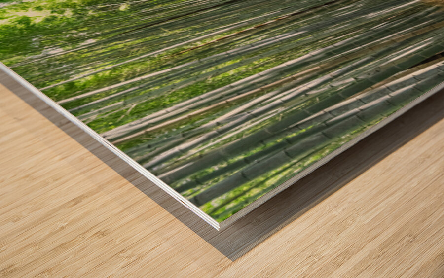 Bamboo forest Kyoto Japan Wood print