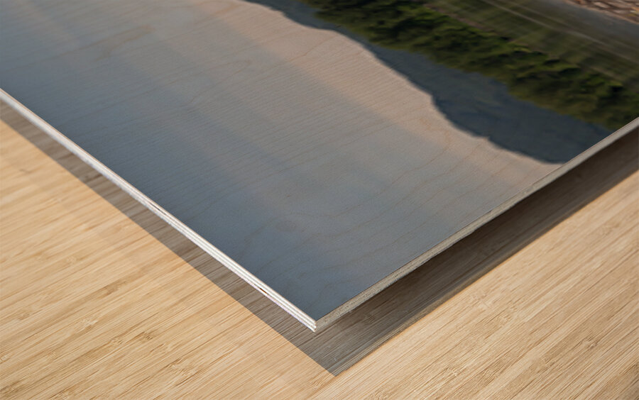 Pano of golden ears Wood print