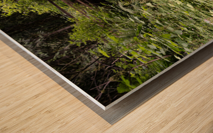 Bridal falls creek Wood print