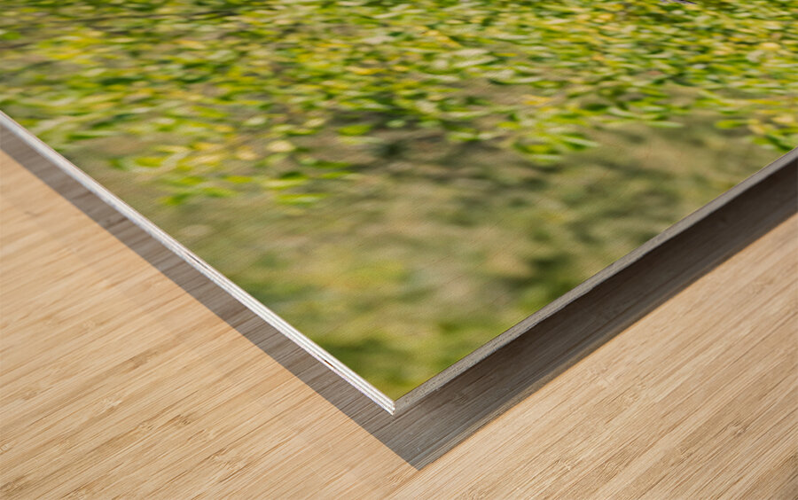 rifel bird sanctuary Wood print