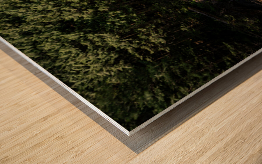 Gold Creek Falls Golden Ears Provincial Park British Columbia  Wood print