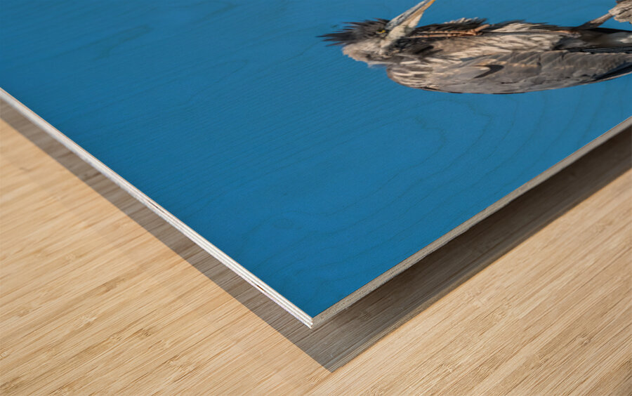 Great Blue Haron Fraser River Fort Langley  Wood print