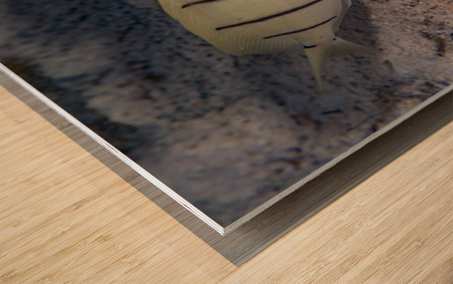 Convict Tang 2 Wood print