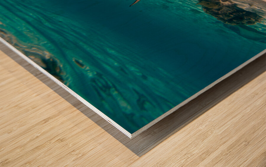 Black Tip Shark 2 Wood print