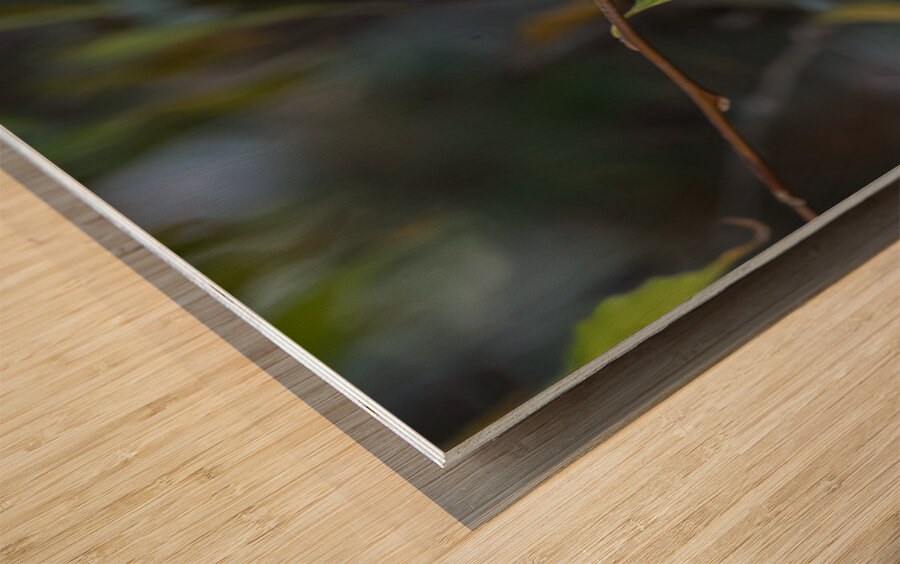 Rufous Hummingbird 3 Wood print