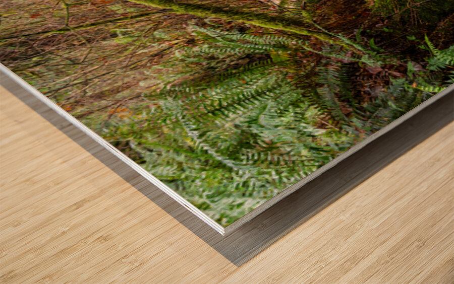 Flowing Creek at golden ears provincial Park British Columbia 2. Wood print