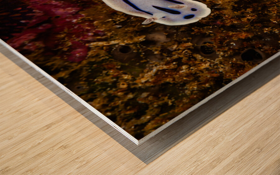 Willan s Chromodoris Nudibranch Mukilteo Washington USA Wood print