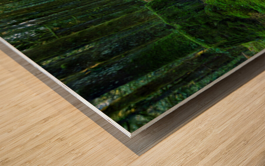 Trail in the woods Wood print